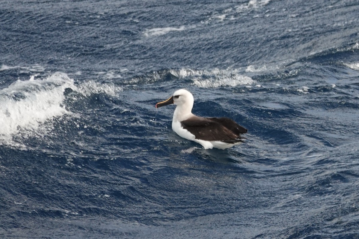 Atlantic Yellow-nosed Albatross - ML657467693