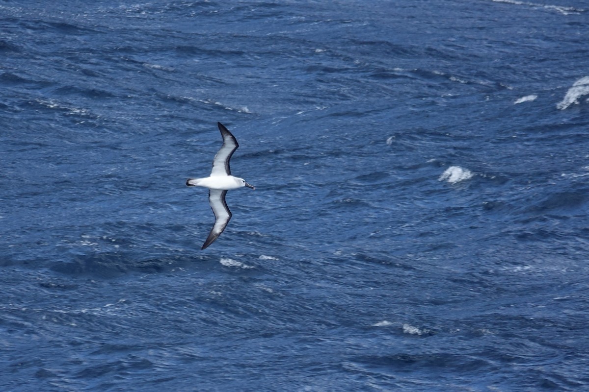 Atlantic Yellow-nosed Albatross - ML657467694