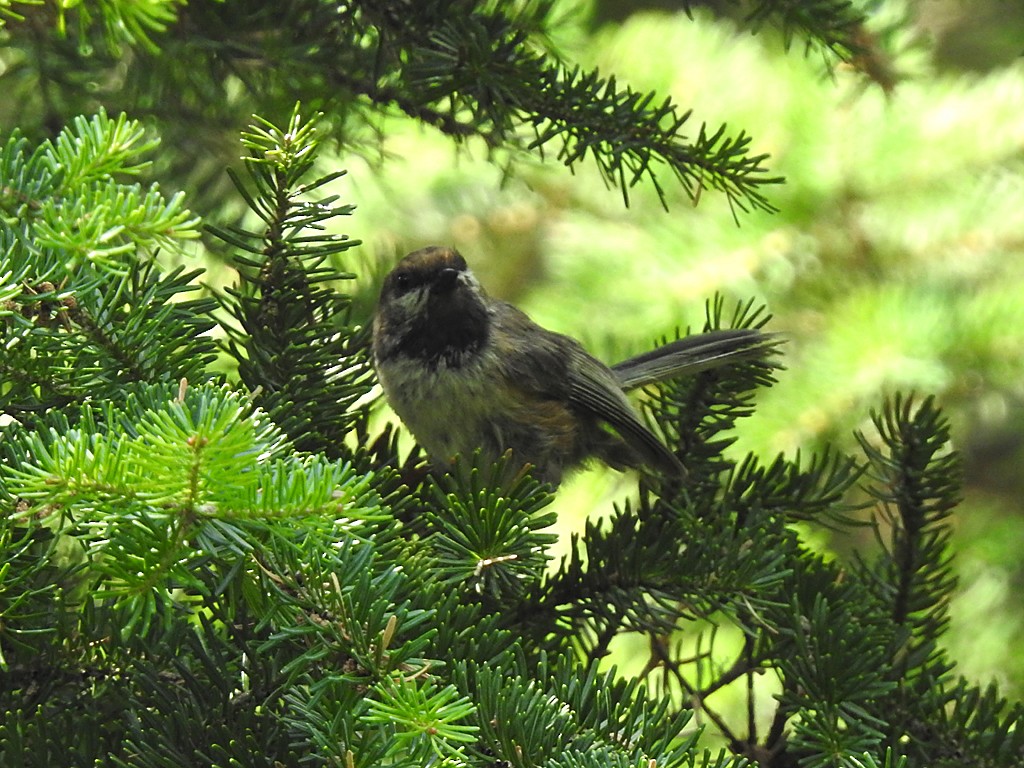 Boreal Chickadee - ML65746811