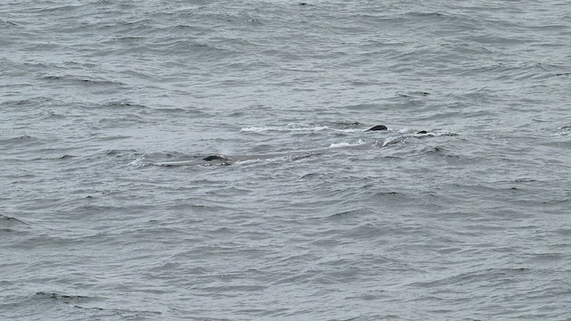 Ballena jorobada - ML657468300