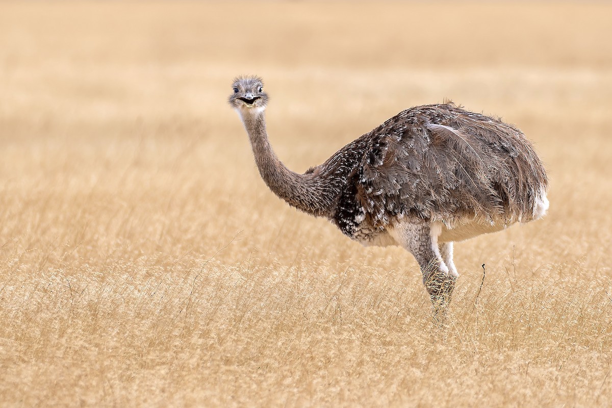 Lesser Rhea - ML657469548