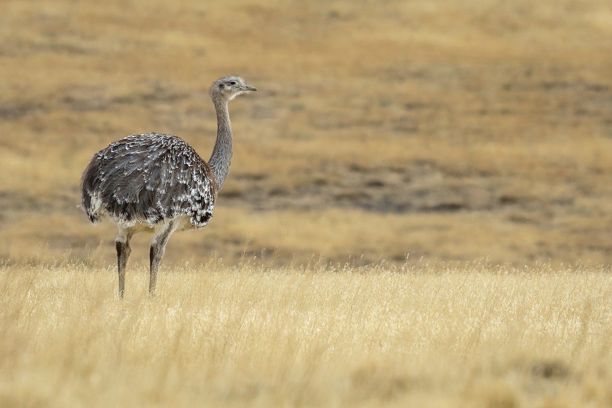 Lesser Rhea - ML657469549