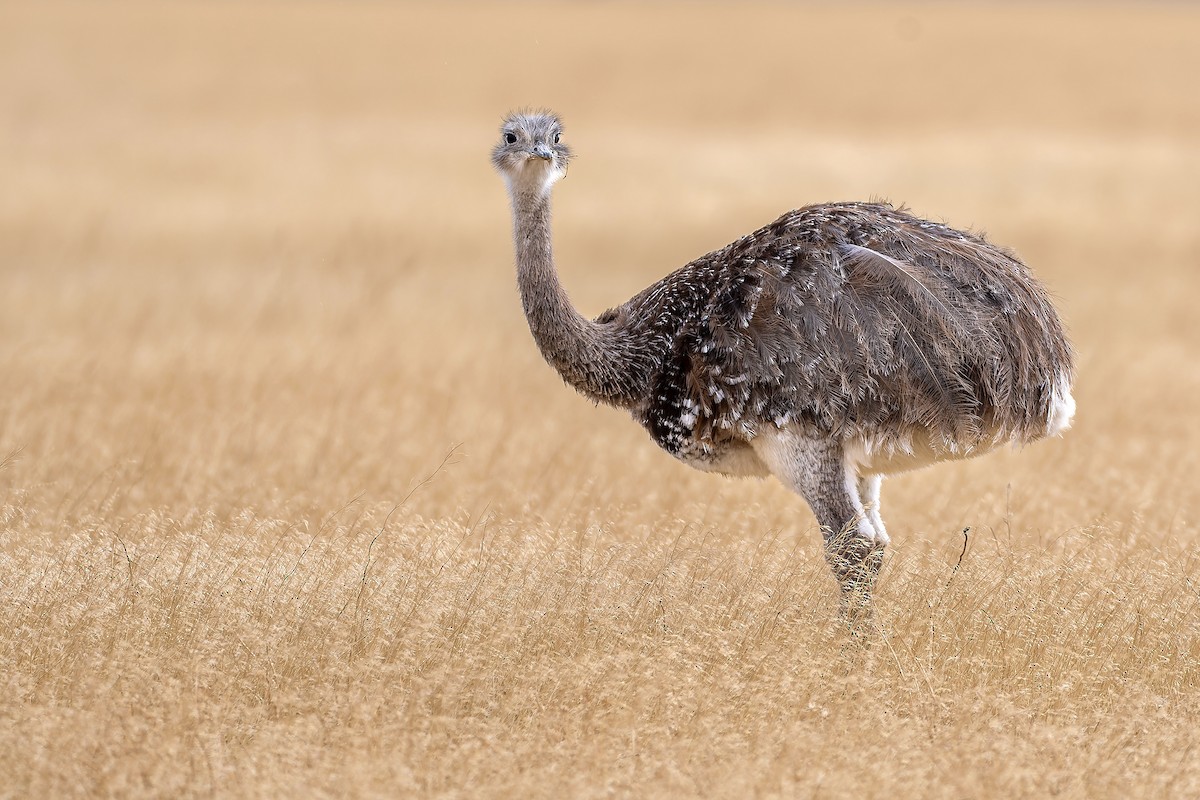 Lesser Rhea - ML657469550