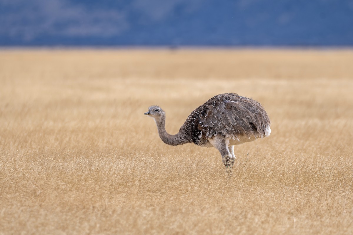 Lesser Rhea - ML657469551