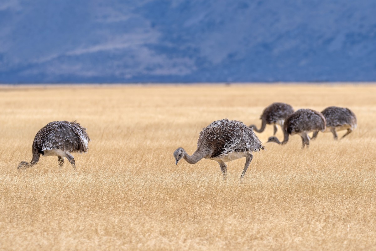Lesser Rhea - ML657469552