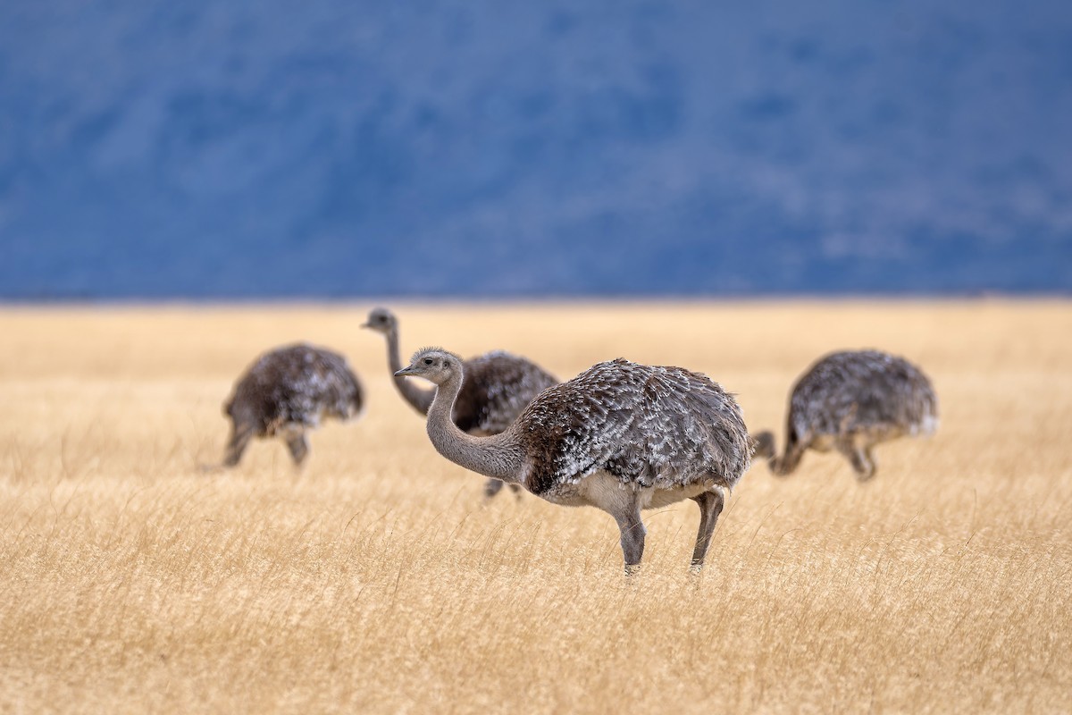Lesser Rhea - ML657469553
