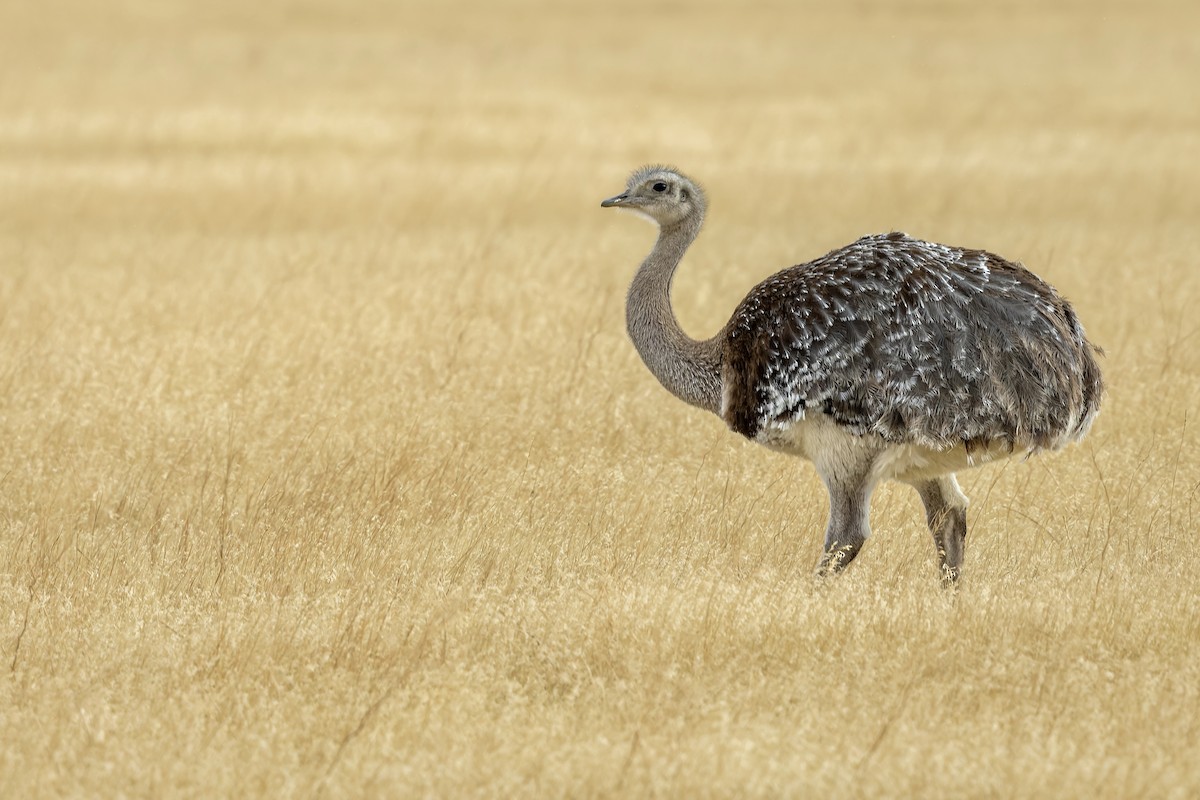 Lesser Rhea - ML657469554