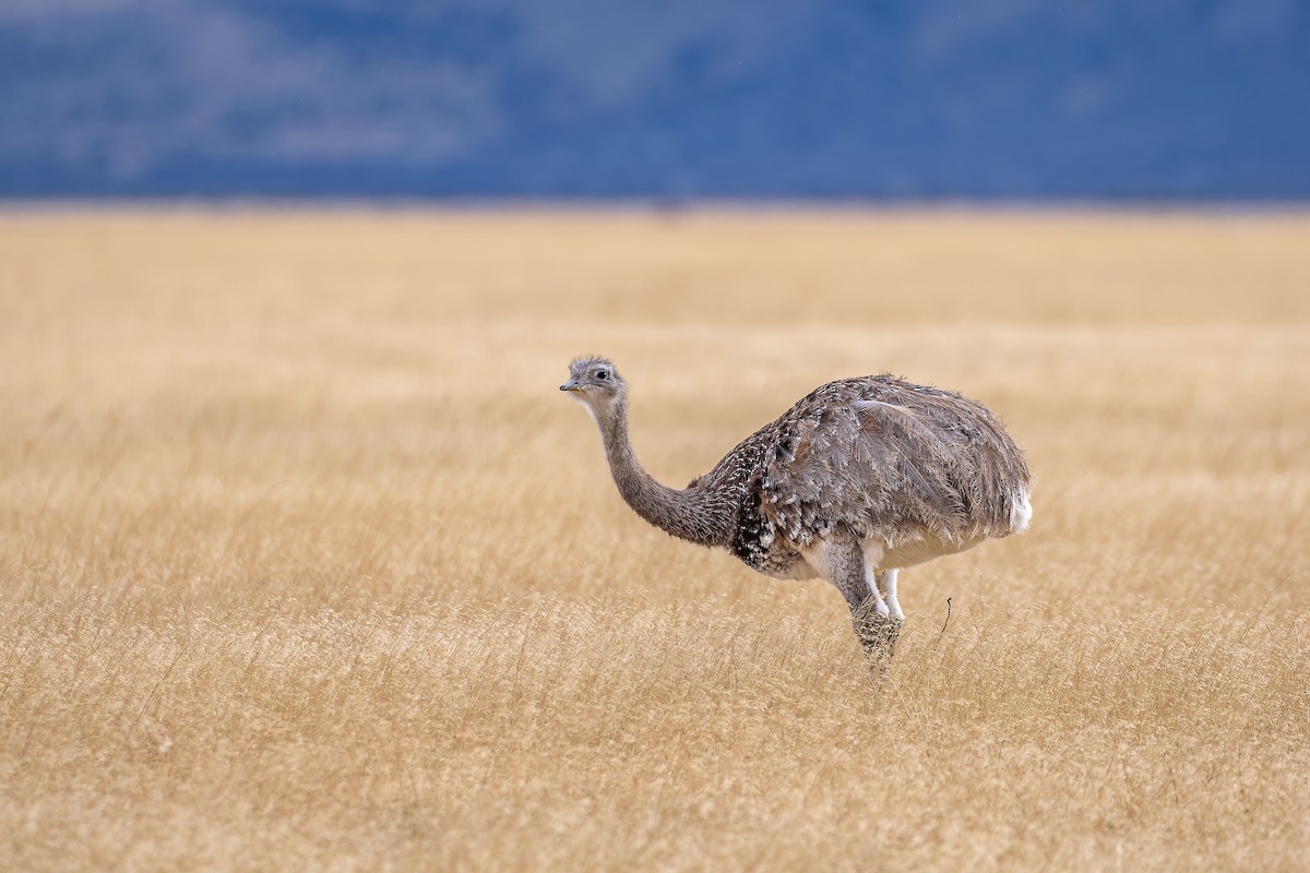 Lesser Rhea - ML657469555