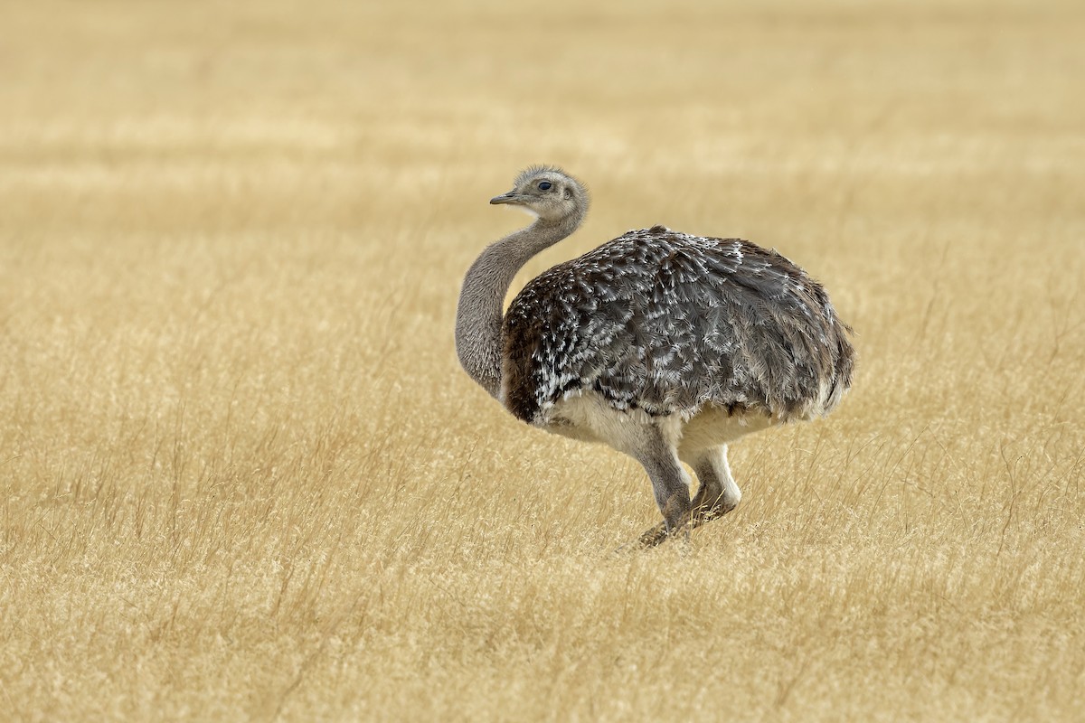 Lesser Rhea - ML657469556