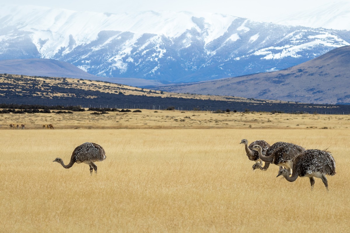 Lesser Rhea - ML657469557