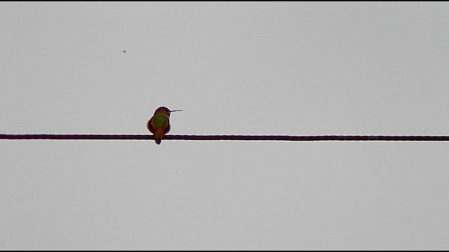 Allen's Hummingbird - ML657470102