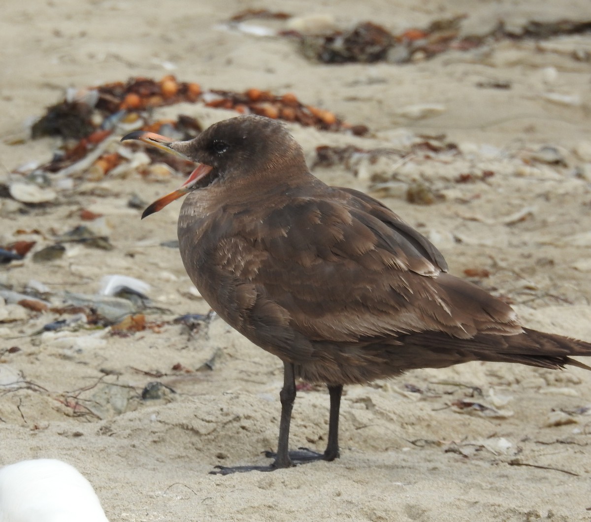Gaviota Mexicana - ML657470165