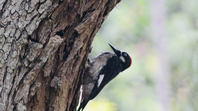 Acorn Woodpecker - ML657470181