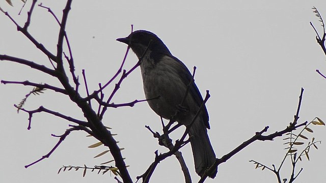 California Scrub-Jay - ML657470201