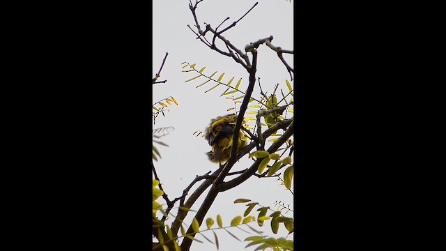 Western Tanager - ML657470208