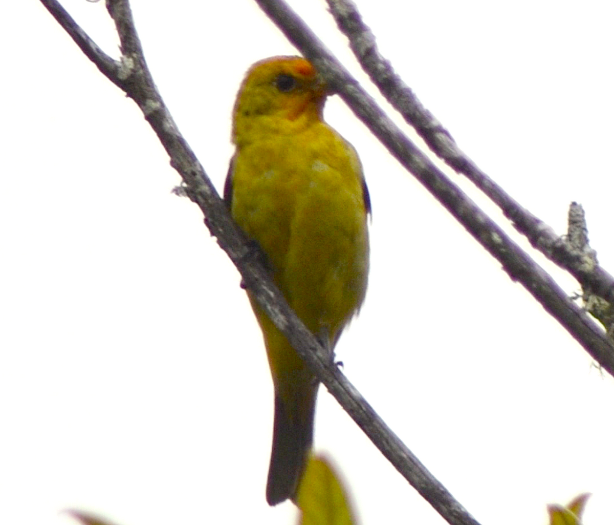 Piranga Carirroja - ML657470220