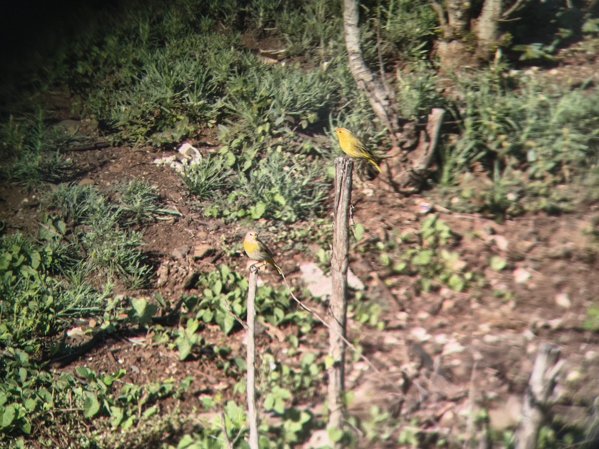 Saffron Finch - ML657470510