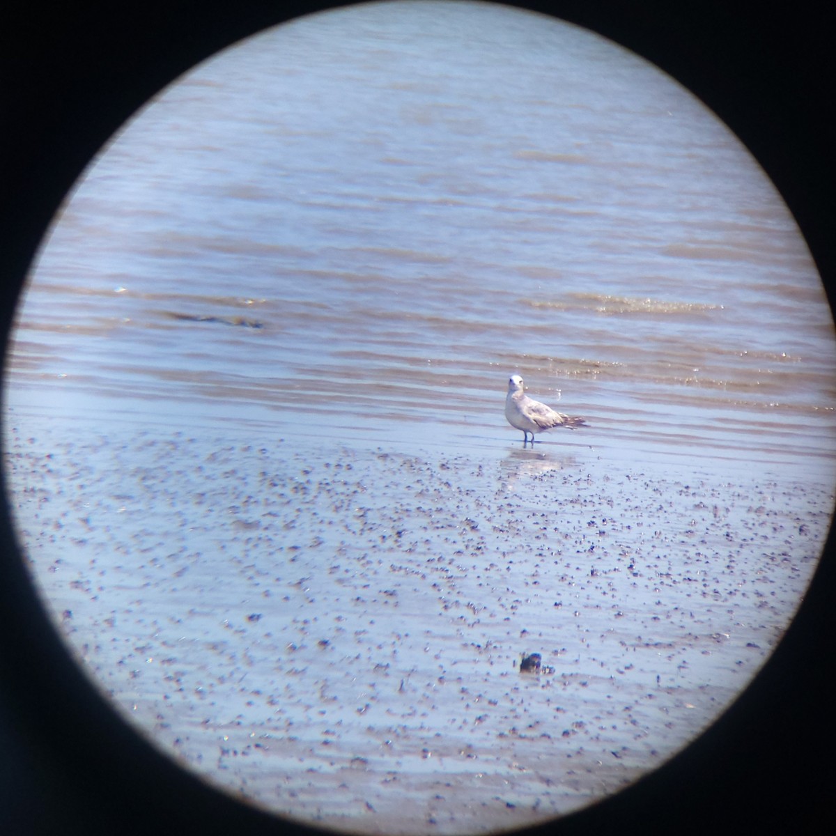 Black-tailed Gull - ML657471036