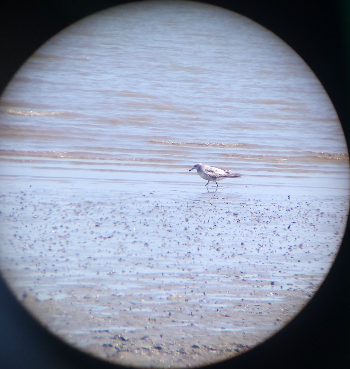 Black-tailed Gull - ML657471037