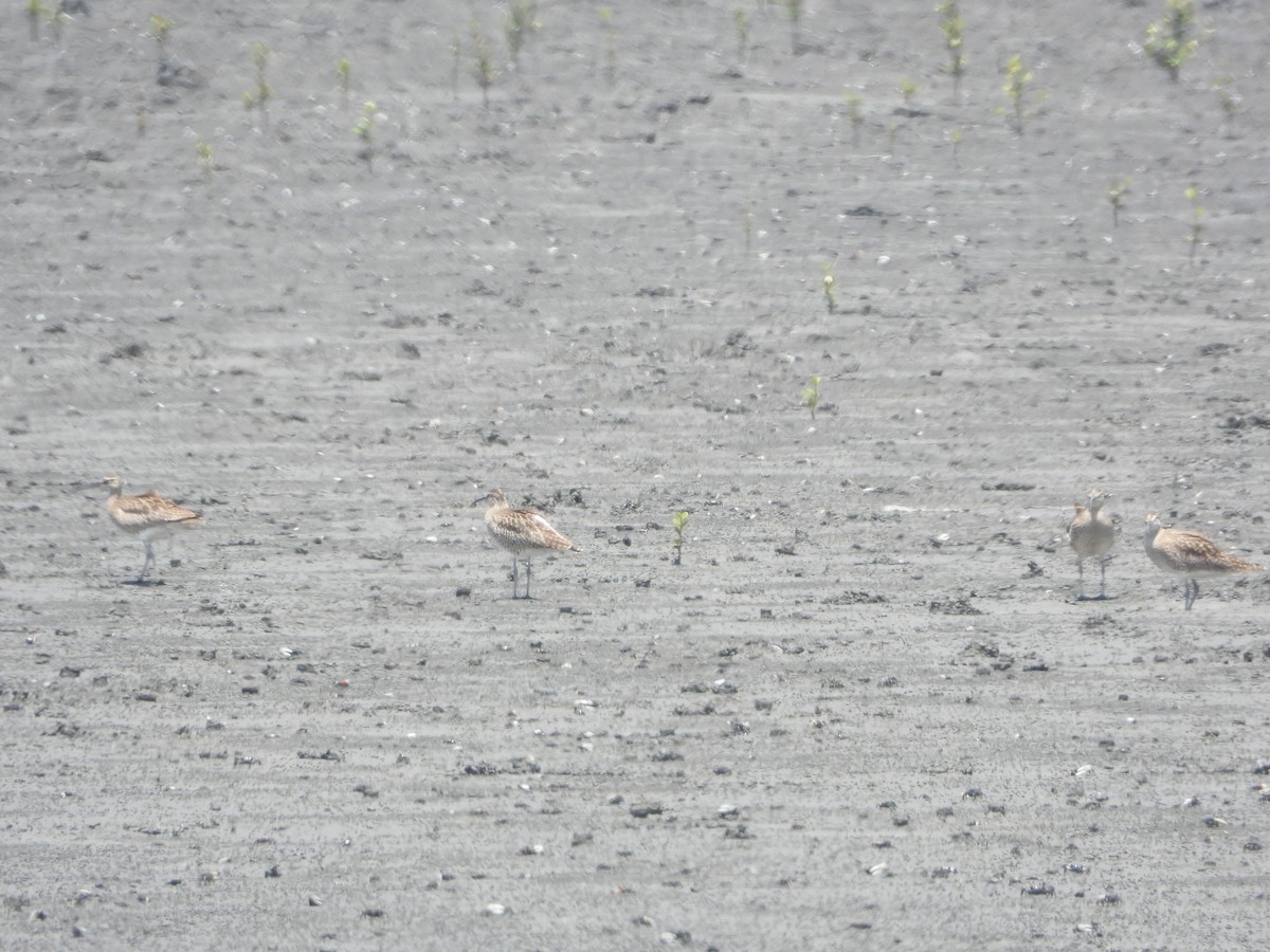 Eurasian Whimbrel - ML657472112