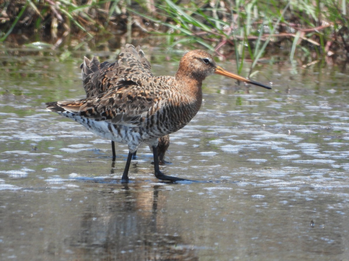 Black-tailed Godwit - ML657472141