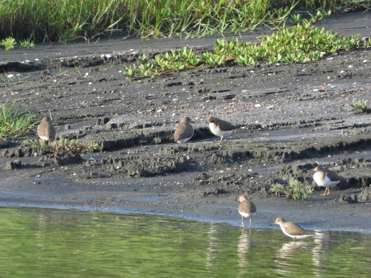 Common Sandpiper - ML657472169