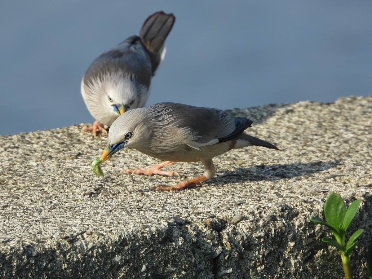 Chestnut-tailed Starling - ML657472198