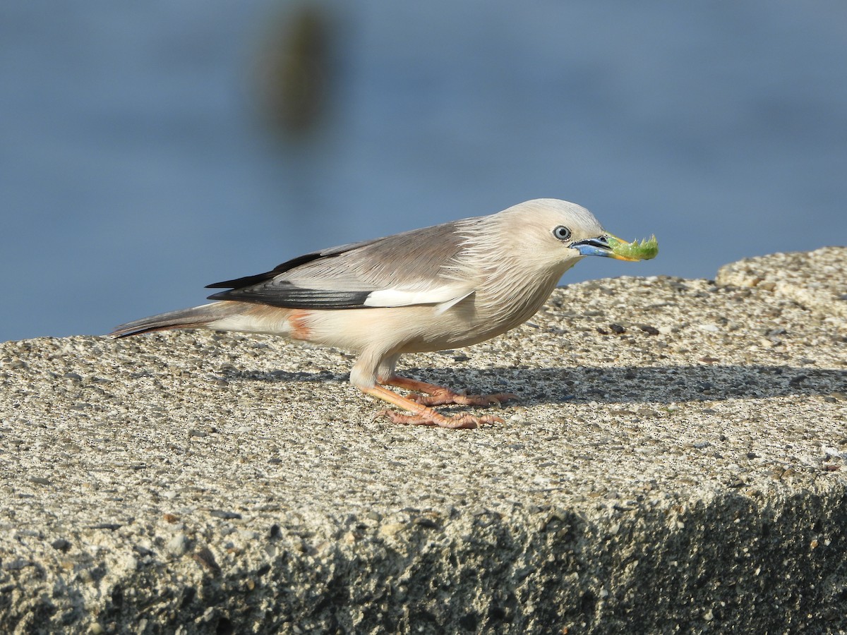 Chestnut-tailed Starling - ML657472199