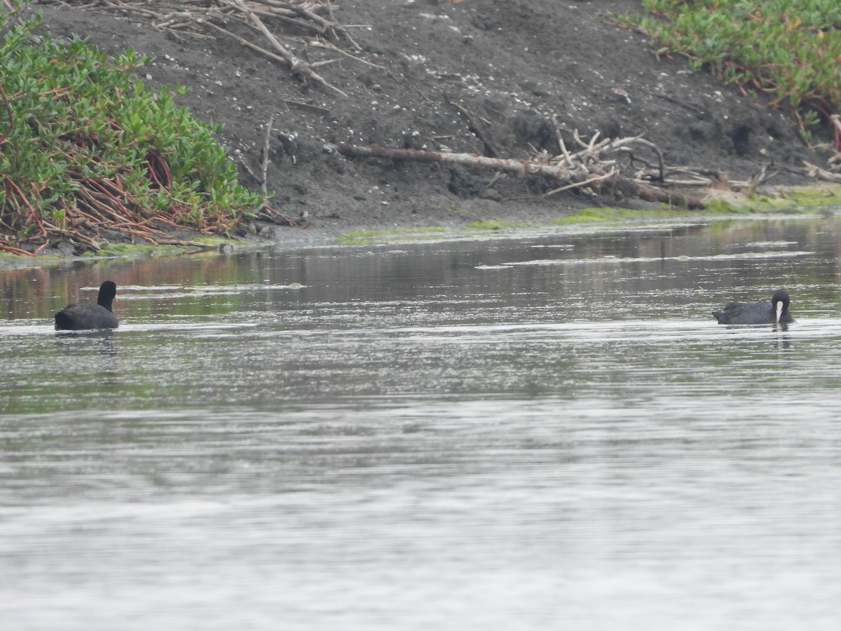 Eurasian Coot - ML657472856