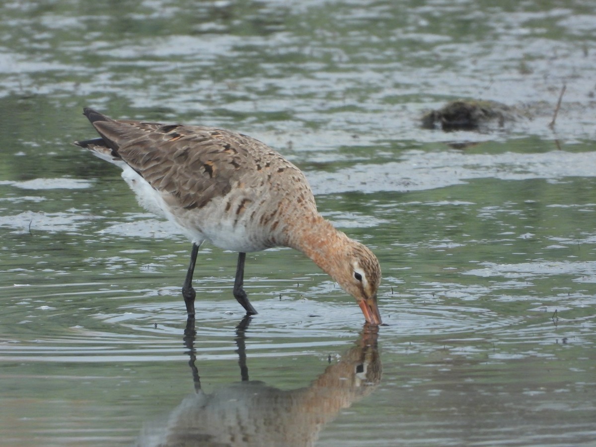 Black-tailed Godwit - ML657472865