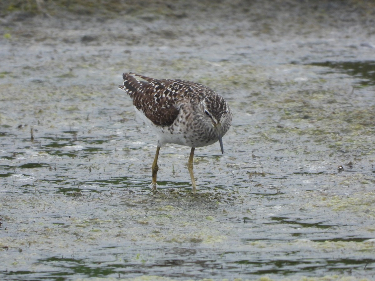 Wood Sandpiper - ML657472872