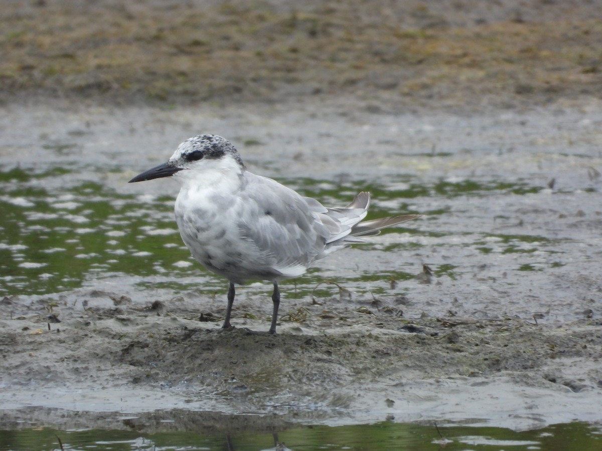Whiskered Tern - ML657472887