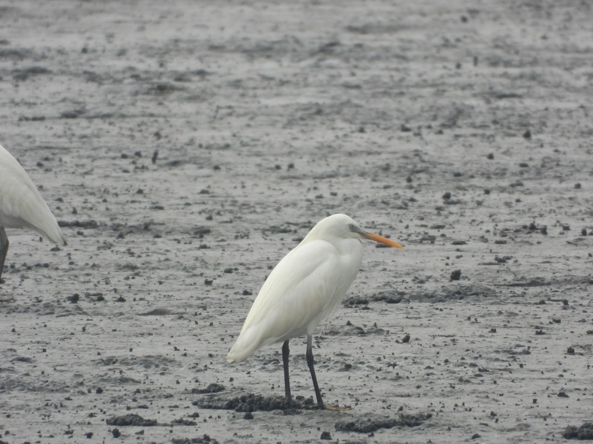 Chinese Egret - ML657472902