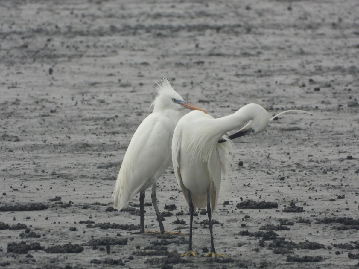 Chinese Egret - ML657472903