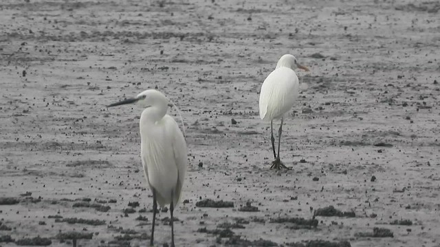Chinese Egret - ML657472905