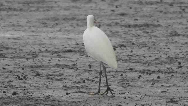 Chinese Egret - ML657472906