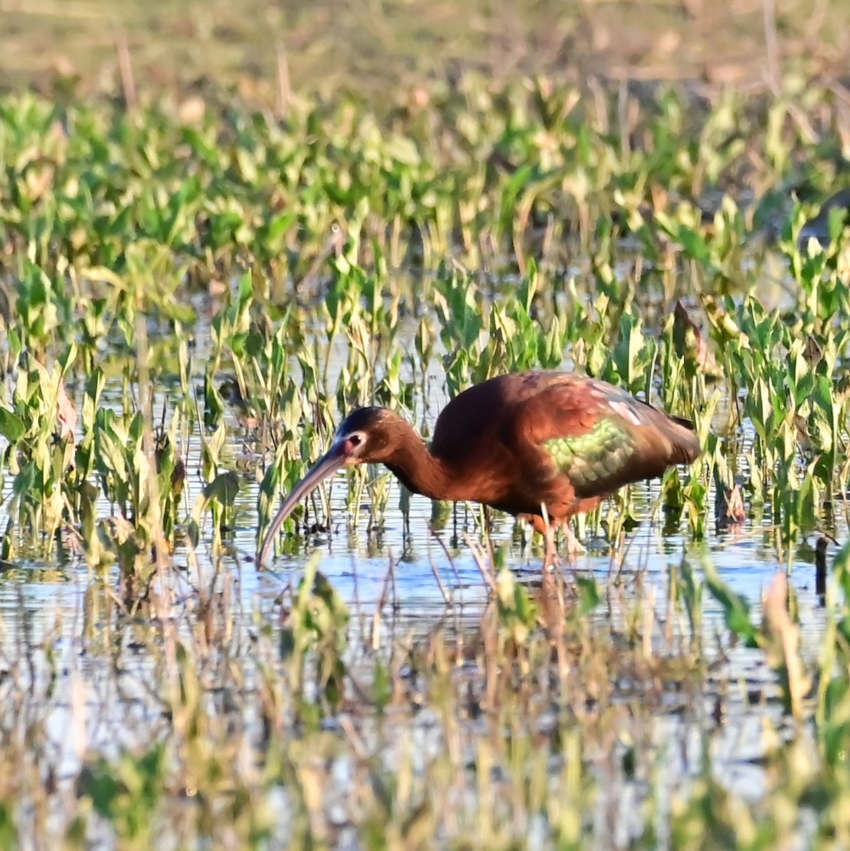 White-faced Ibis - ML657473240