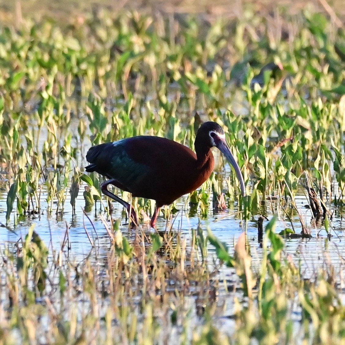 White-faced Ibis - ML657473247