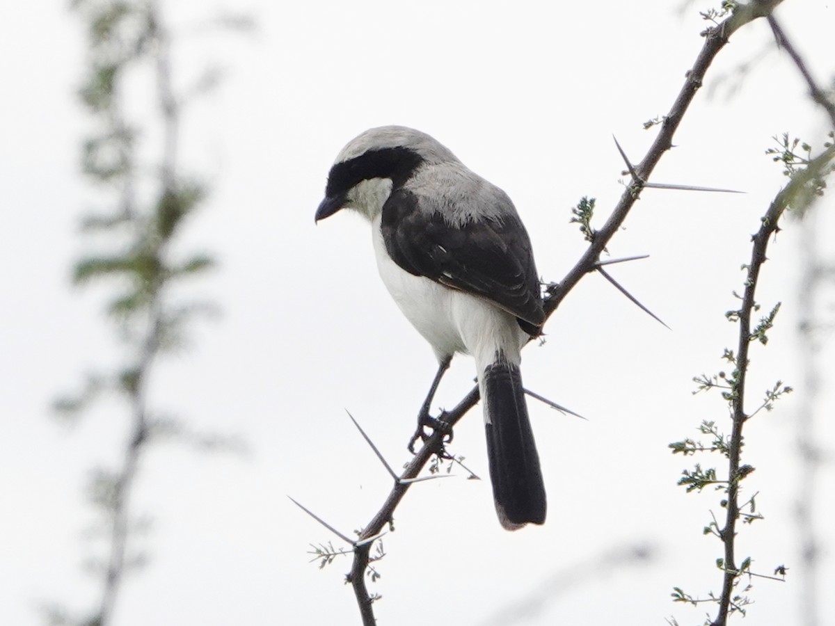 Gray-backed Fiscal - ML657473269