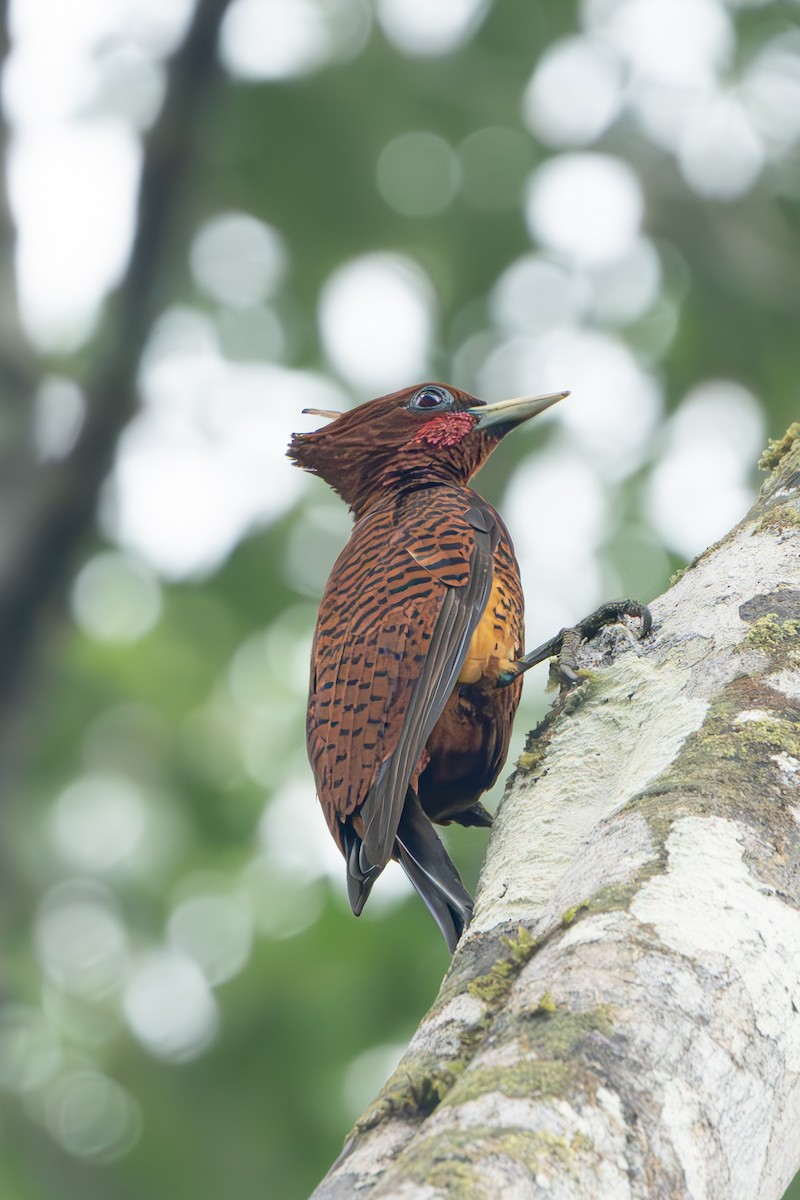 Waved Woodpecker - ML657473274