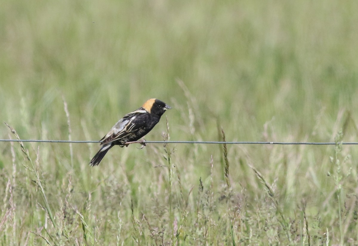 Bobolink - ML657473278