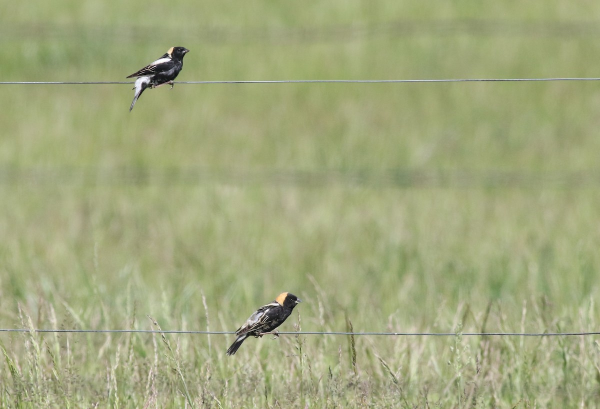 Bobolink - ML657473279