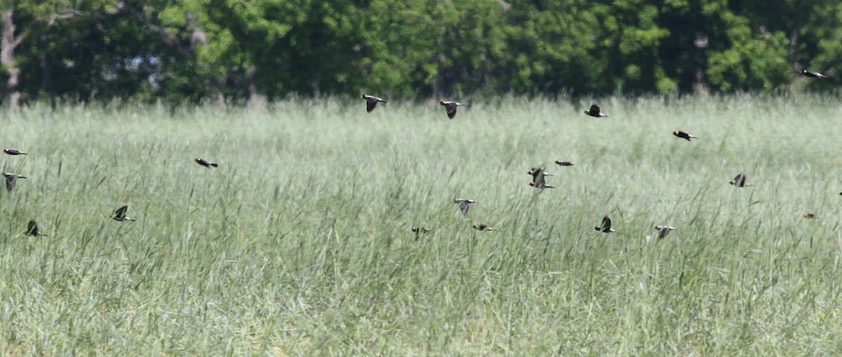 Bobolink - ML657473280