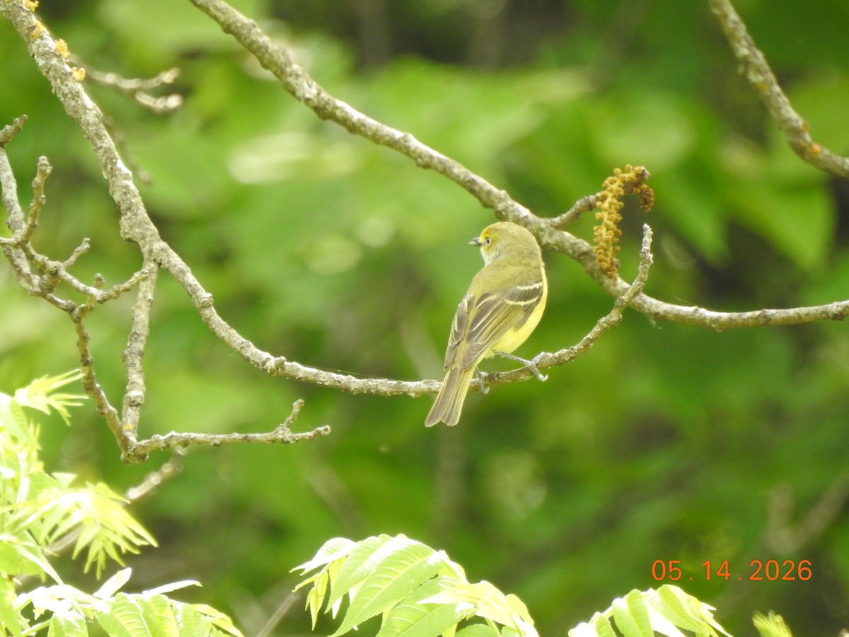 White-eyed Vireo - ML657473282