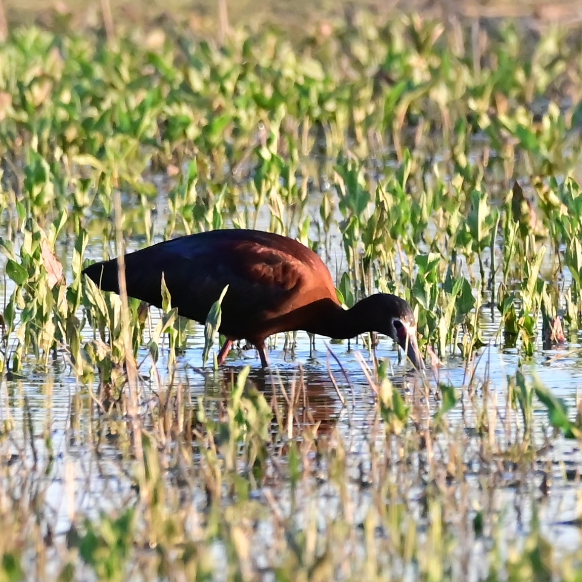 White-faced Ibis - ML657473286