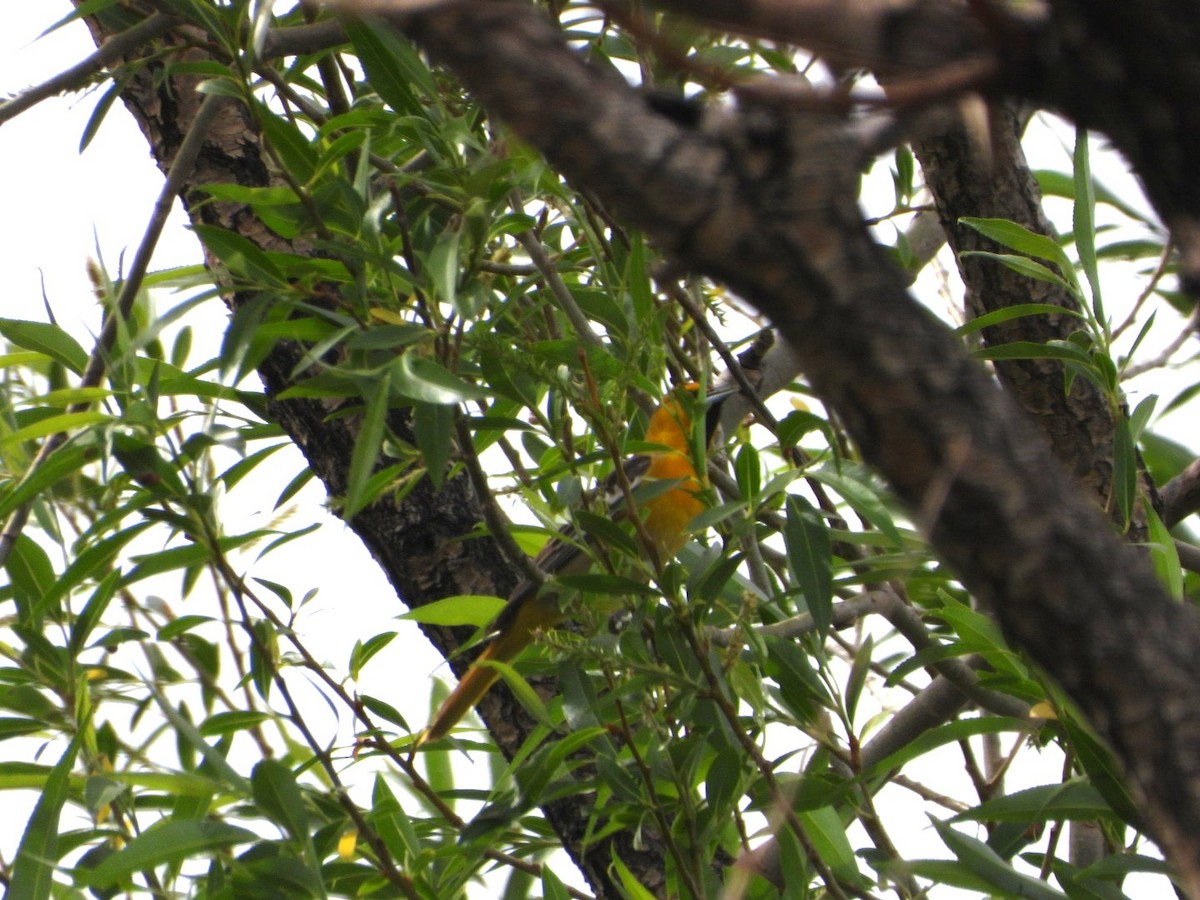 Bullock's Oriole - ML657473288
