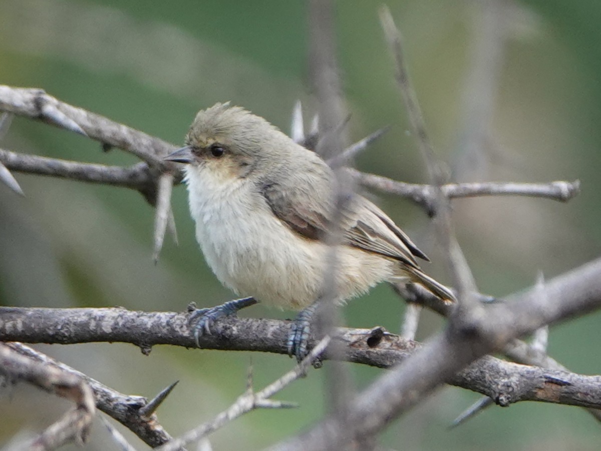 Mouse-colored Penduline-Tit - ML657473289