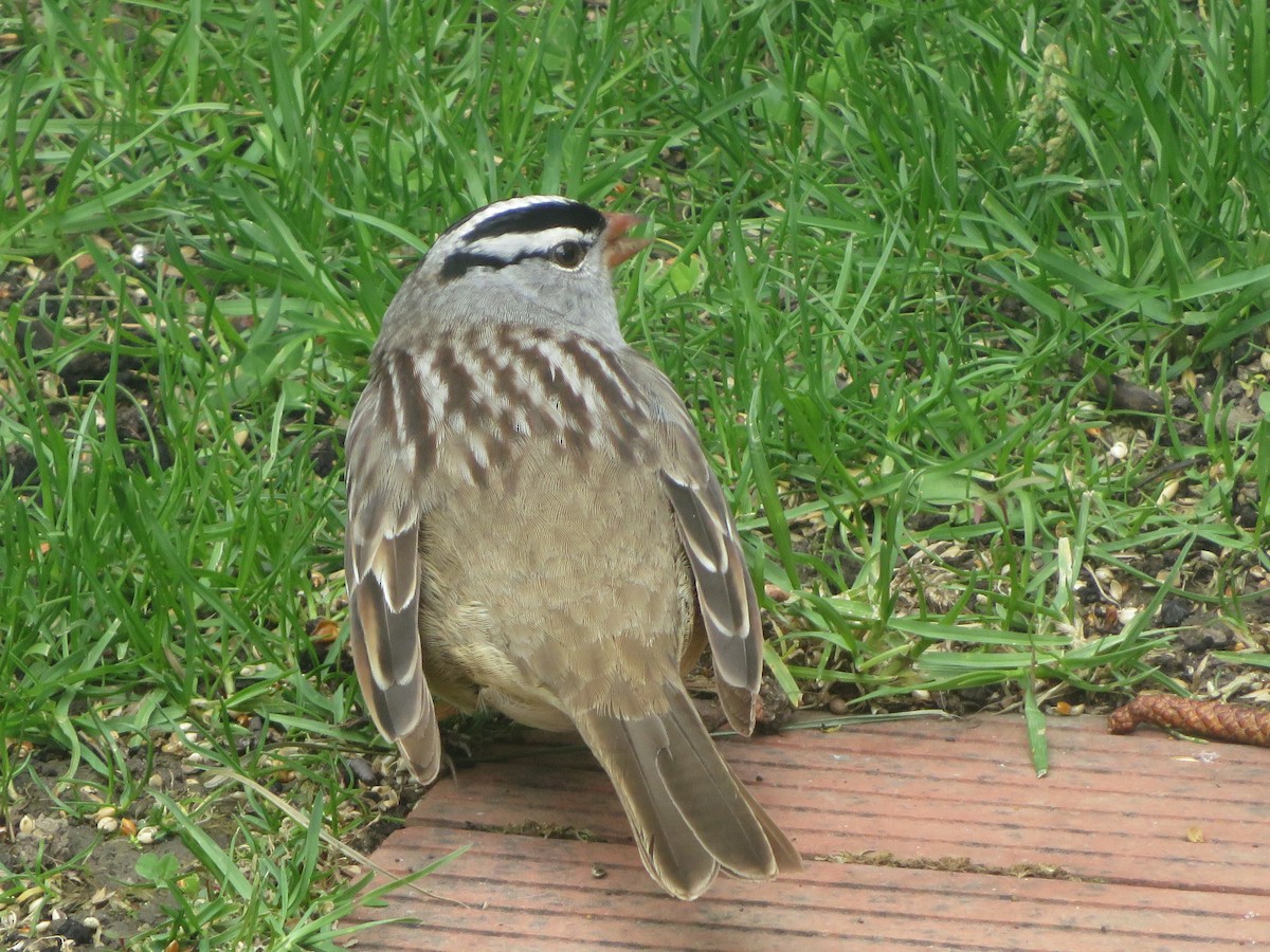 White-crowned Sparrow - ML657473299