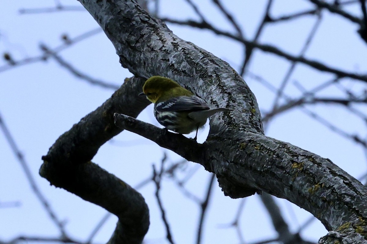 Black-throated Green Warbler - ML657473302