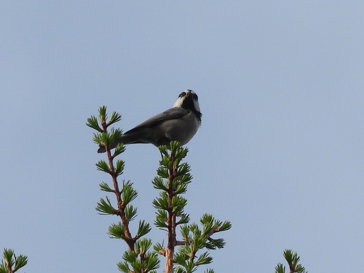 Mountain Chickadee - ML657473303
